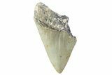 Partial, Fossil Megalodon Tooth - Serrated Blade #374078-1